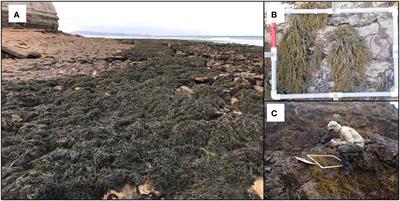 Decline of a North American rocky intertidal foundation species linked to extreme dry, downslope Santa Ana winds